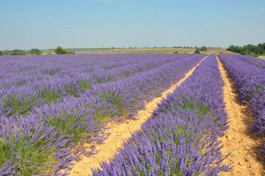 Fransa 'nın güneyindeki Provence' a git. Lavanta kültürü ve 