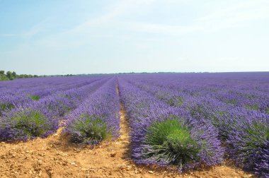 Fransa 'nın güneyindeki Provence' a git. Lavanta kültürü ve 