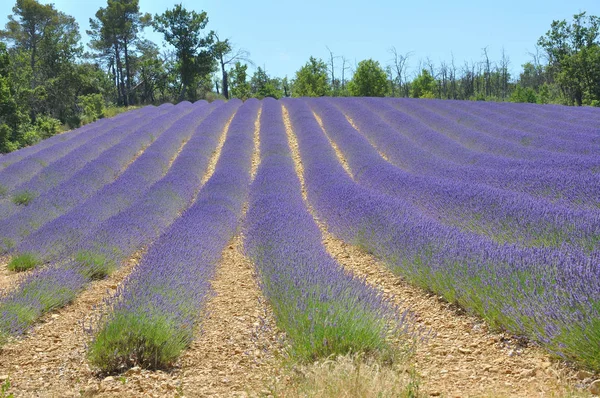 Fransa 'nın güneyindeki Provence' a git. Lavanta kültürü ve — Stok fotoğraf