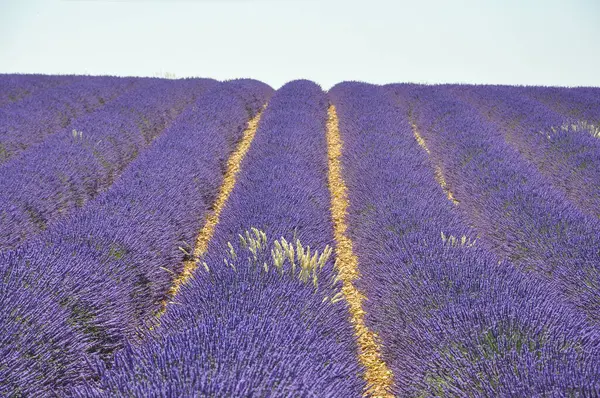 Fransa 'nın güneyindeki Provence' a git. Lavanta kültürü ve — Stok fotoğraf