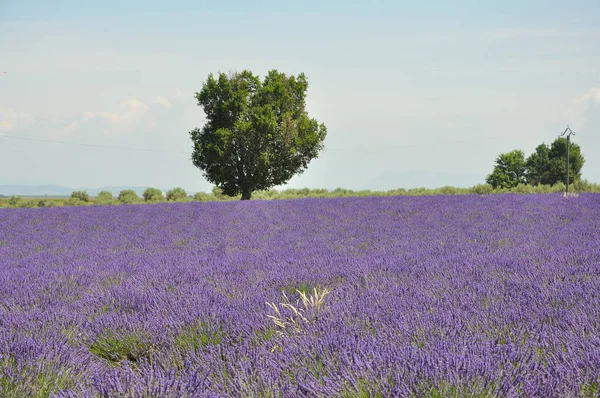 Travel to Provence in the south of France. lavender culture and — 스톡 사진