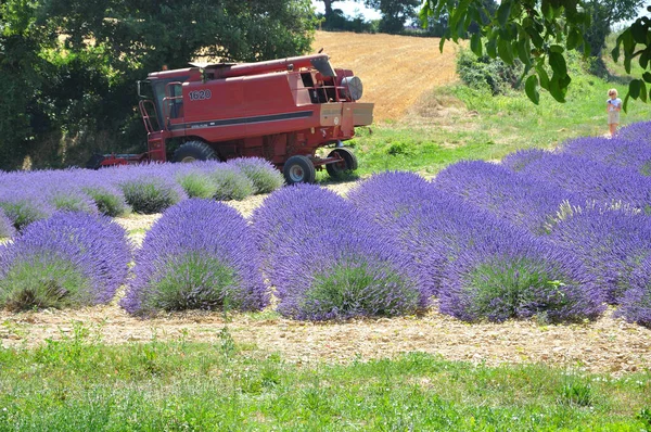 Travel to Provence in the south of France. lavender culture and — Stock Photo, Image