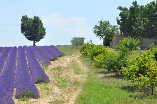 travel to Provence in the south of France. lavender culture and