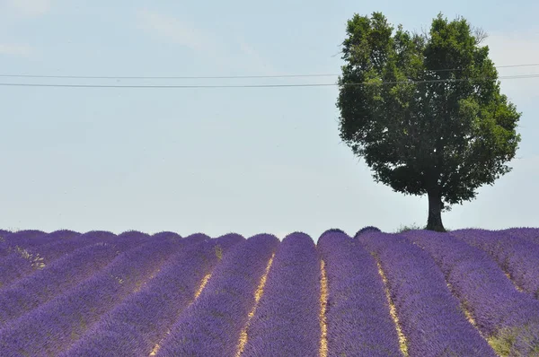 Viajar para Provence, no sul da França. cultura de lavanda e — Fotografia de Stock