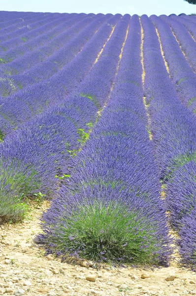 Cestovat do Provence na jihu Francie. levandulová kultura a — Stock fotografie