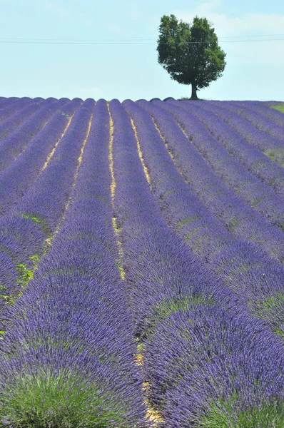 Cestovat do Provence na jihu Francie. levandulová kultura a — Stock fotografie