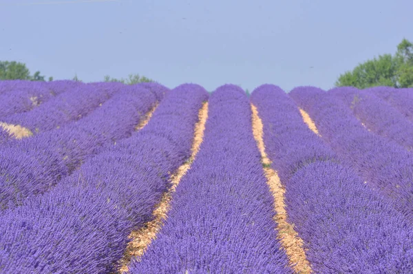 Fransa 'nın güneyindeki Provence' a git. Lavanta kültürü ve — Stok fotoğraf