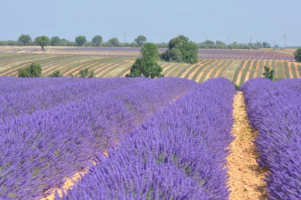 Fransa 'nın güneyindeki Provence' a git. Lavanta kültürü ve — Stok fotoğraf