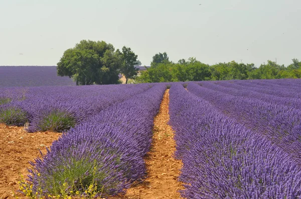 Fransa 'nın güneyindeki Provence' a git. Lavanta kültürü ve — Stok fotoğraf