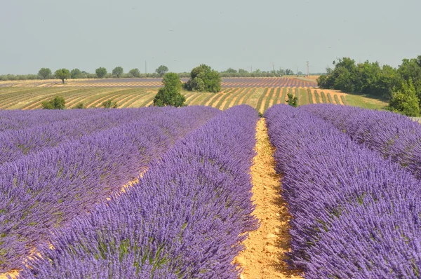 Travel to Provence in the south of France. lavender culture and Stock Image