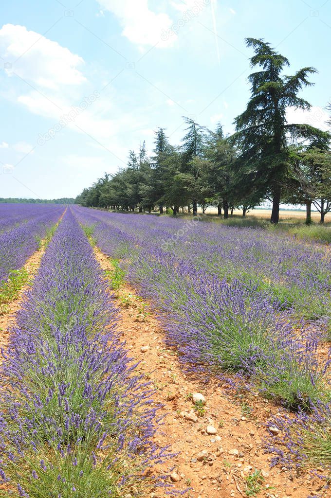 travel to Provence in the south of France. lavender culture and 