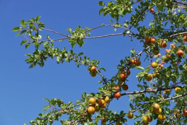 Luberon 'da yürü, Aziz Michele de l' Observatoire ve Vaucluse 'de Banon.