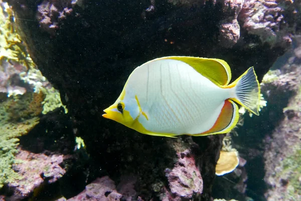 海水水族館やカラフルな海洋生物 — ストック写真