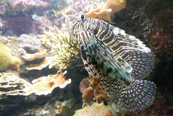 Zeewateraquarium Kleurrijke Zeefauna — Stockfoto