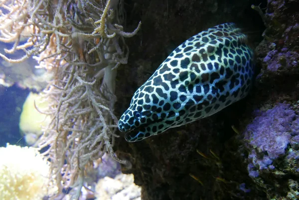 海水水族館やカラフルな海洋生物 — ストック写真