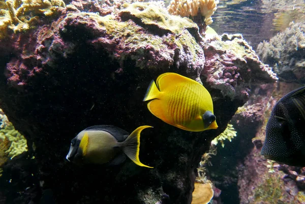 seawater aquarium, colorful marine fauna.