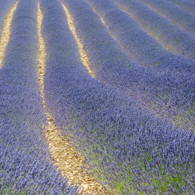 Fransa 'nın güneyindeki Provence' de lavanta çiçeği yetiştiriyorum. Valensole platosunda yaz kokusu