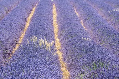Fransa 'nın güneyindeki Provence' de lavanta çiçeği yetiştiriyorum. Valensole platosunda yaz kokusu
