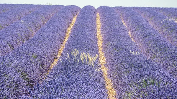Pěstování Levandulových Květin Provence Jihu Francie Letní Vůně Náhorní Plošině — Stock fotografie
