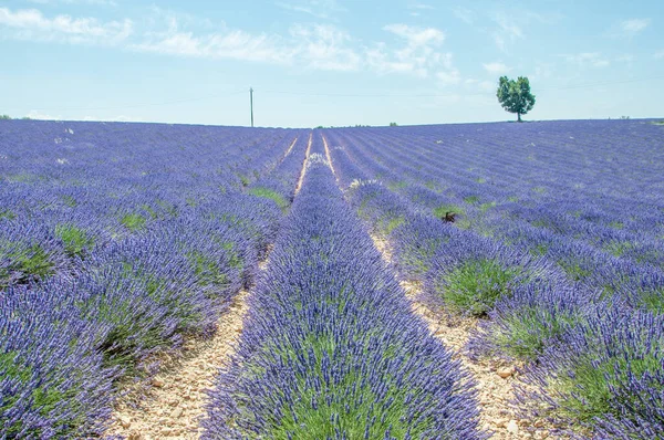 Fransa Nın Güneyindeki Provence Lavanta Çiçeği Yetiştiriyorum Valensole Platosunda Yaz — Stok fotoğraf