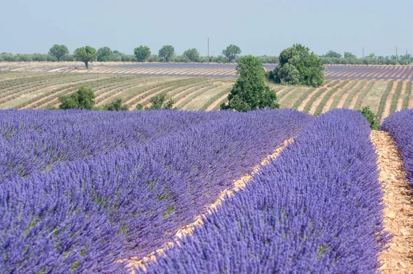 Fransa Nın Güneyindeki Provence Lavanta Çiçeği Yetiştiriyorum Valensole Platosunda Yaz — Stok fotoğraf