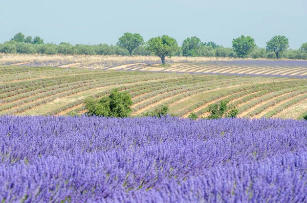 Cultivation Lavender Flowers Provence South France Summer Scent Valensole Plateau Royalty Free Stock Images