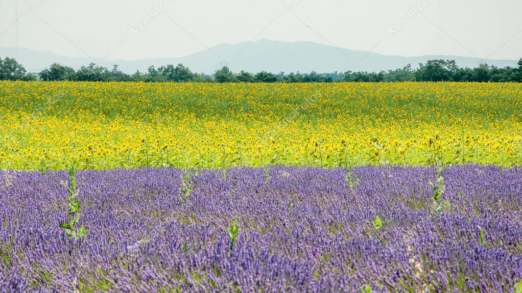 cultivation of lavender flowers in Provence in the south of France. summer scent on the Valensole plateau