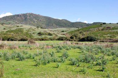 Güney Korsika 'nın güzel manzarası, Ajaccio, Fransa