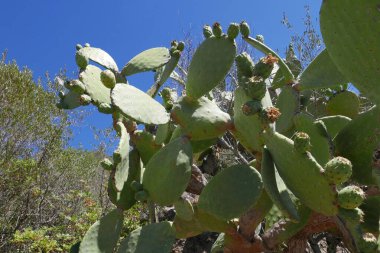 Güney Korsika, deniz kenarında güzel bir adada tatil. Fransa