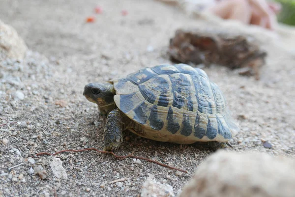 Zuid Corsica Vakantie Aan Het Water Het Eiland Van Schoonheid — Stockfoto