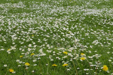 Mayısta Breton kırsalına yürüyün. Doğa çiçek açmış ve eski bir taş. Fransa