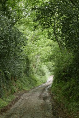 Mayısta Breton kırsalına yürüyün. Doğa çiçek açmış ve eski bir taş. Fransa