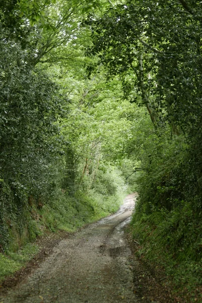 Spaziergang Der Bretonischen Landschaft Mai Blühende Natur Und Alter Stein — Stockfoto