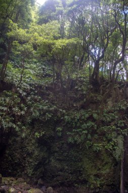 Sao Miguel, Azores, Portekiz 'deki Prego Salto Şelalesi' ni keşfedin..