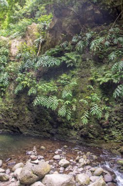 Sao Miguel, Azores, Portekiz 'deki Prego Salto Şelalesi' ni keşfedin..
