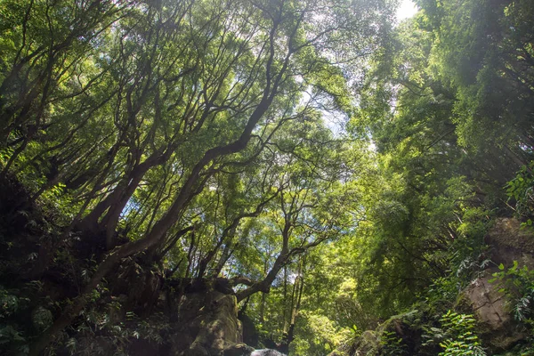 Caminar Descubrir Cascada Prego Salto Isla Sao Miguel Azores Portugal — Foto de Stock