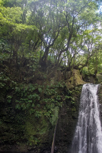 Sao Miguel, Azores, Portekiz 'deki Prego Salto Şelalesi' ni keşfedin..