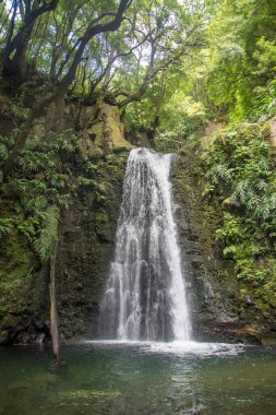Sao Miguel, Azores, Portekiz 'deki Prego Salto Şelalesi' ni keşfedin..