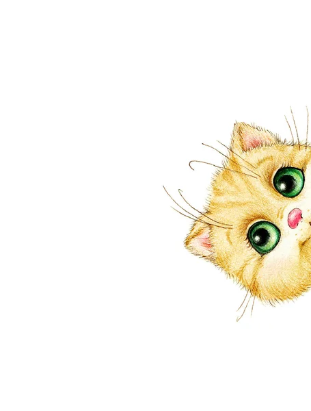 Cute Kitten Head White Background — Stock Photo, Image