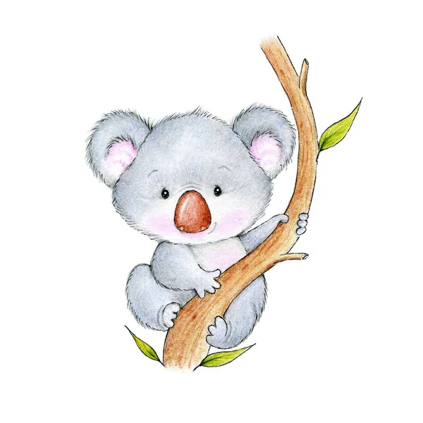 Carino Koala Orso Sul Ramo — Foto Stock