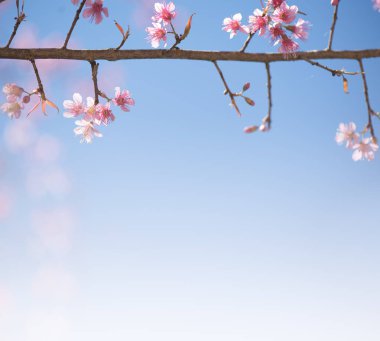 Güzel pembe kiraz çiçekleri ya da sakura çiçekleri dalda açan pastel tonda pembe bokeh çiçekleri, yumuşak arkaplan için kullan, kapat
