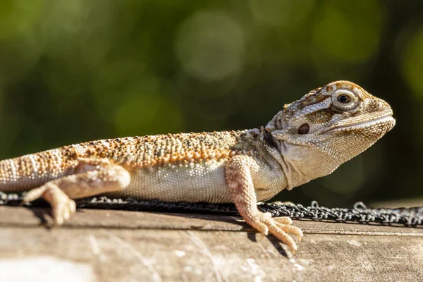 Pogona Vitticeps Central Inland Bearded Dragon Species Agamid Lizard Occurring — Stock Photo, Image