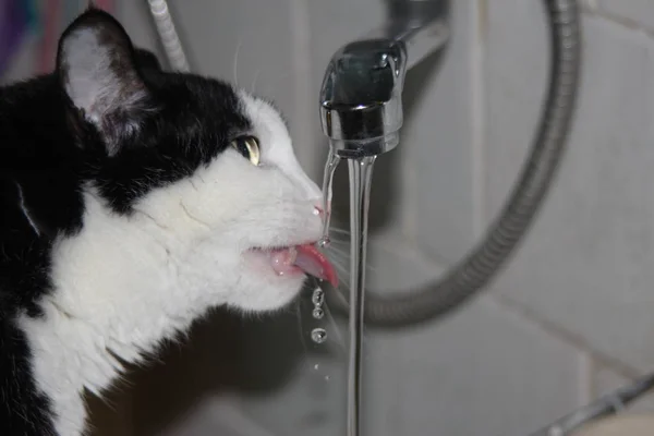 Água Torneira Das Bebidas Gato — Fotografia de Stock