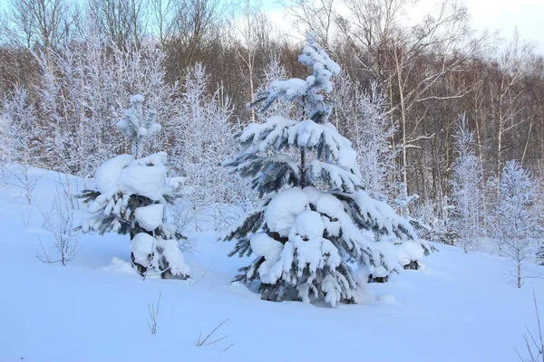 Små Tall Täckt Med Snö — Stockfoto