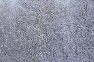 Huş ağacı orman kar
