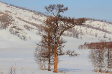 Karlı bir çayırda üç ağaç