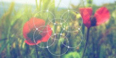 Kutsal geometri web pankartı. Doğada matematik, doğa ve maneviyat. Doğanın formülü.