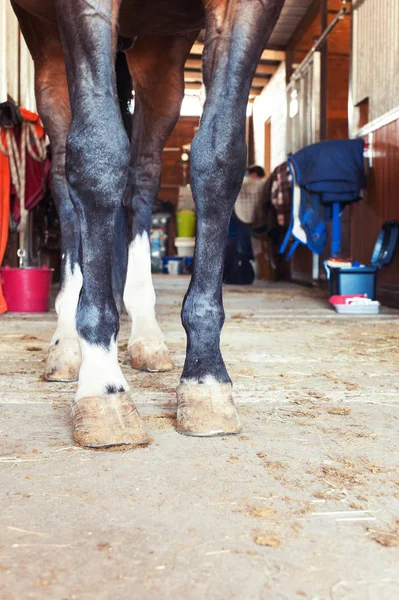 Kaštanový kůň kopyta ve stáji — Stock fotografie