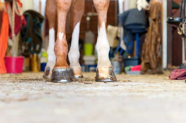 Jambes de cheval rouge avec symbole en forme de coeur debout dans l'écurie — Photo