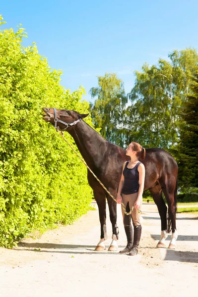 Černý koně jíst strom listy blízko mladá dáma jezdecké — Stock fotografie